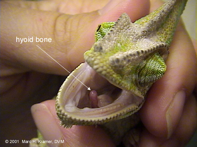 chameleon tongue diagram